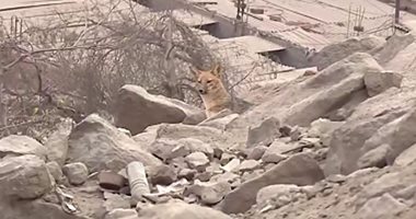 عائلة من بيرو تكتشف مفاجأة مرعبة بعد شرائها كلبا صغيرا ليلعب مع الأطفال