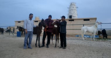 مربى خيول "يعمل من الفسيخ شربات".. يعالج الحصان المصاب.. صور ولايف