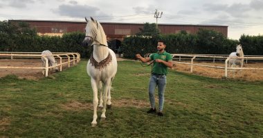 من أكبر مزرعة خيول عربية فى الدقهلية... شاهد أعرق السلالات: "الخيل العربي لا يقدر بثمن"