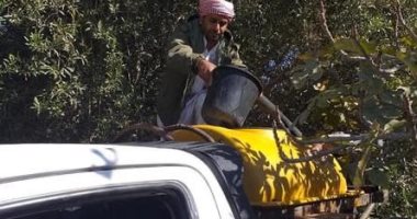 تنفيذ حملات مقاومة افات لـ200 فدان زراعى بشمال سيناء