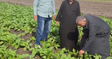 فحص ومتابعة زراعة القمح على مصاطب ضمن مشروع ترشيد استهلاك مياه الرى بكفر الشيخ