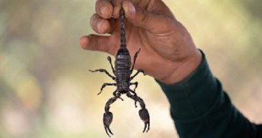 6 نصائح لتجنب لدغات العقارب بعد إصابة 503 أشخاص بأسوان