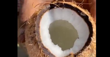 هنا عربية عم أحمد لبيع جوز الهند.. شوف الطريقة السحرية لتقشيره (لايف)