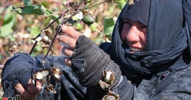 صورة اليوم.. سحر عنيكى العسلية بيقولوا إنك مصرية.. فلاحة أثناء وداعها موسم القطن