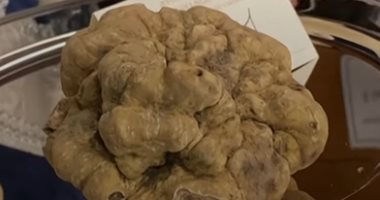 بيع فطر "الكمأ" بمبلغ مهول فى مزاد علنى بإيطاليا.. التفاصيل