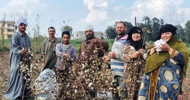 "نورت يا قطن النيل".. فرحة الفلاحين بجنى محصول الذهب الأبيض بالدقهلية.. لايف وصور