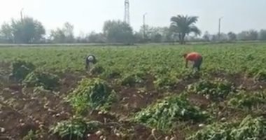وكيل "زراعة دمياط": زراعة 9 آلاف 290 فدان بطاطس بنظام الرى الحديث