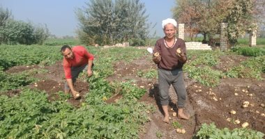 خيرات بلدنا.. فرحة الفلاحين بموسم جنى محصول البطاطس بالمنيا.. إنتاجية الفدان تعوض الموسم الماضى.. مزارع: مدتها فى الأرض 70 يوما وتكلفتها حوالى 30 ألف جنيه.. والبرجاية أشهر قرية وكانت تصدره لأوروبا.. صور وفيديو