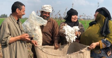 مصر تستعيد ريادتها فى زراعة الذهب الأبيض.. ريف الدقهلية يتزين ببريق القطن والفلاحات يودعن موسم الحصاد بالزغاريد.. فلاحون: الإنتاجية عالية والأسعار مرتفعة بشكل غير مسبوق لكفاءة وجودة القطن المصرى.. فيديو وصور