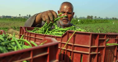 اللؤلؤ الأخضر.. بشاير حصاد محصول الفاصوليا تنعش الاقتصاد الريفى