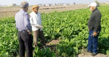 لجنة علمية للمرور على زراعات البنجر بالإسماعيلية.. صور