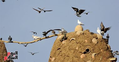 بلد الـ1000 برج حمام.. قرية السلاطنة بالشرقية ترفع شعار أنا طير فى السما