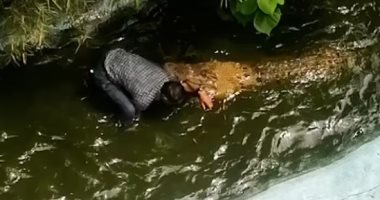 "افتكره بلاستيك".. انقضاض تمساح على سائح بالفلبين أثناء التقاطه سيلفى (فيديو)