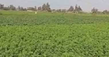 طقس المنوفية الآن.. شمس ساطعة وأجواء دافئة فى أغلب المدن.. لايف