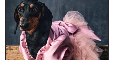 خط ملابس جديد للكلاب من دار أزياء Moschino الشهيرة.. والأسعار من 147 دولارًا