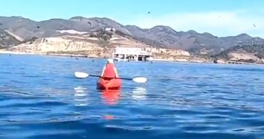 حوت يحاول التهام زروق صغير على متنه شخصان.. عكس طبيعته المسالمة.. فيديو