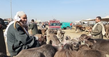 الثروة الحيوانية: 950 ألف طن احتياجنا من اللحوم الحمراء ننتج منها 520 ألفا