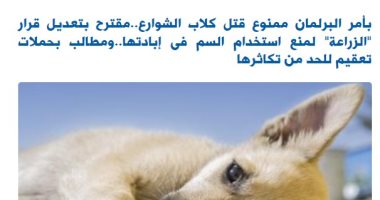 ممنوع قتل كلاب الشوارع بأمر مجلس النواب.. نقلا عن "برلمانى"