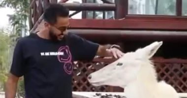 مشاهير الكرة وعشق الحيوانات "غرام لاينتهى" أحدثهم كهربا