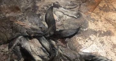 "فتنوا على بعض".. نيابة فاقوس تطلب تحريات حول مصادر جمع 26 سلخ جلد حمار