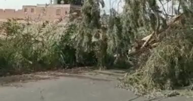 شلل مرورى إثر سقوط شجرة وأسلاك كهرباء بسبب الرياح بالغربية.. فيديو وصور 