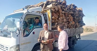 زراعة الوادى الجديد: بدء بيع أشجار الغابات الخشبية فى المزاد العلنى