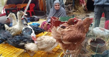 صباح الرزق.. أم محمد بياعة الطيور بالإسكندرية بتجرى ورا رزقها من 40 سنة