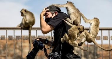 لعب وفوضى وسرقة.. فعاليات مهرجان سنوى فى تايلاند بمشاركة 1000 قرد