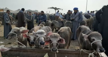 هنا سوق المواشى بالزقازيق يتحكم فى تحديد أسعار اللحوم بالوجه البحرى