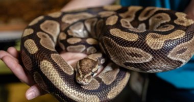 أغرب عملية سرقة فى بريطانيا.. البحث عن 15 ثعبانا ملكيا