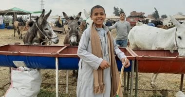 أكبر أسواق بيع الحمير والخيل بالشرقية.. سعر الحمار يبدأ بـ1000 جنيه.. لايف