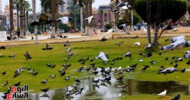 الحمام يملأ ساحة مسجد الحسين فى مشهد مبهر بعد الحريق.. فيديو