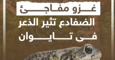 غزو مفاجئ.. الضفادع تثير الذعر فى تايوان.. فيديو