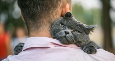 اليوم العالمي لمربي القطط .. 8 مميزات للزواج من رجل بيحبهم  "مش أنانى "