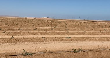 الكيلو بـ500 جنيه.. شاهد المرحلة الأولى من المشروع الضخم لزراعة 1000 فدان بنبات الجوجوبا بالغردقة