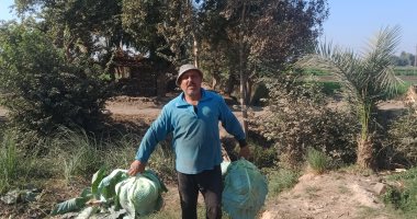 "الكرنب" أكلة الشتاء الشعبية.. الواحدة بـ 3 جنيهات من حقول المنيا.. لايف