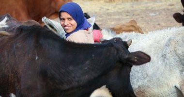 وجوه مبتسمة رغم الشقاء سعيا وراء لقمة العيش بحقول الشرقية.. صورة اليوم