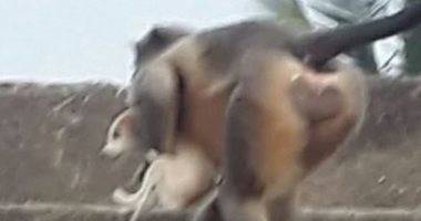 قرود غاضبة تقتل 250 كلبا بقذفها من المرتفعات انتقاما لمقتل أحد صغارهم.. صورة