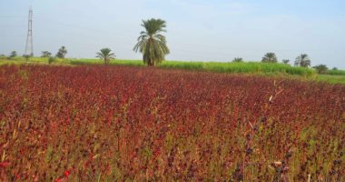 رحلة حصاد الكركدية البلدى والسعودى فى مزارع الأقصر.. ألبوم صور