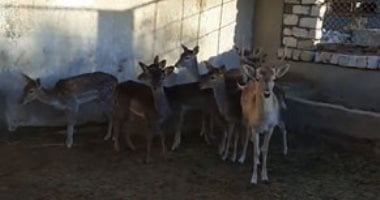 قول ما شاء الله.. مزرعة الغزلان كيلو اللحم بـ700 جنيه.. وبتولد كل 6 شهور.. لايف
