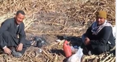 قعدة شاى فى غيط القصب.. هناخدك فى أحلى جولة فلاحى بالصعيد.. فيديو