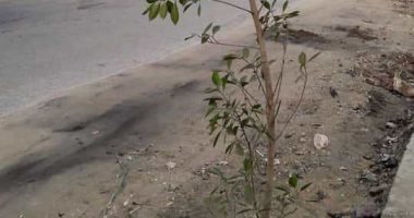 زراعة 75 شجرة على جانبى ترعة أخميم بسوهاج ضمن مبادرة " أحلى وهى خضرة "