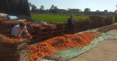 التصنيع وجذب الاستثمار فى الصعيد.. إنشاء أول منطقة صناعية للنباتات الطبية والعطرية بالفيوم.. وكيل الزراعة: الزراعات الجديدة فرص استثمارية واعدة.. ويؤكد: تستخدم فى صناعة الدواء وأبشواى يزخر بمئات الأنواع