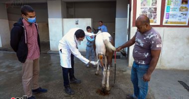 حكاية أقدم مستشفى بيطرى خيرى لعلاج الحمير والخيول فى مصر.. " "بروك" يضم عيادات خارجية للكشوفات وعنابر مفروشة بالقش لحجز  إصابات الحوادث وضربات الشمس والحالات الحرجة.. وساحة رملية لقضاء فترة النقاهه والتريض