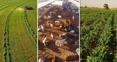 مدير معهد القطن: نظم الري الحديثة تزيد من إنتاجية المحاصيل الزراعية