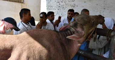 قافلة جامعة سوهاج البيطرية المجانية تنطلق لقرية الطليحات وتناظر 410 حالات