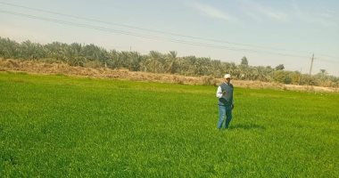  تشكيل فرق لفحص زراعات القمح وتنفيذ خطة لتثبت كثبان الرمال بالوادى الجديد