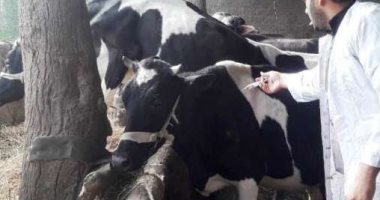 بيطرى الشرقية يُحصن 280 ألفا و33 رأس ماشية ضد الحمى القلاعية