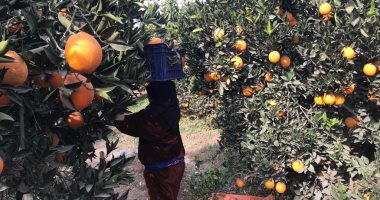 بلد الخير .. تفهنا العزب فى الغربية قلعة زراعة وتصدير الموالح للعالم .. لايف وصور