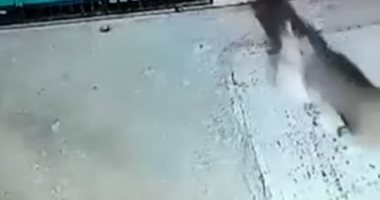 لحظة مرعبة.. نمر يقتحم منزل لاصطياد كلب أليف